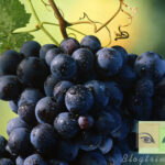 Gợi ý 3 bí quyết trị nám cực hiệu quả từ nho