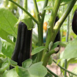 Bất ngờ với cách trị nám da mặt hiệu quả đơn giản từ cà tím