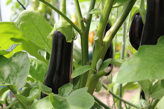 Bất ngờ với cách trị nám da mặt hiệu quả đơn giản từ cà tím