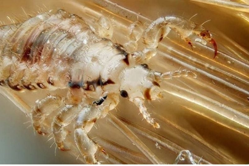 Con rận (rận mu) là gì? Nguyên nhân, triệu chứng, cách điều trị