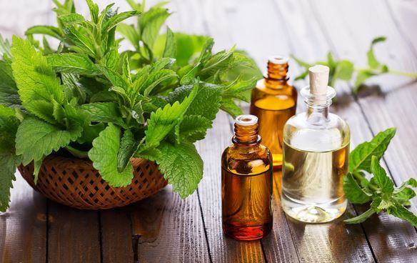 Sử dụng tinh dầu bưởi